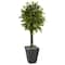 5ft. UV Resistant Braided Ficus Artificial Tree in Slate Planter